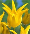 Тюльпаны Флэшбэк 5шт Лилиецветный 12/+ /Tulips Flashback
