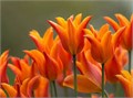 Тюльпаны Баллада Орандж 5шт лилиецветный 12/+ /Tulips Ballade Orange