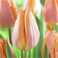 Тюльпан Салмон Дайнасти луковица 12/+ (5шт)