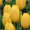 Тюльпаны Санни Принц 5шт 12/+/Tulip Sunny Prince