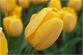 Тюльпаны Голден Парад 5шт 12/+/Tulip Golden Parade