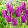 Тюльпан Юми Но Мурасаки луковица 11/12 (10шт)