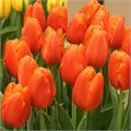 Тюльпаны Дарвиоранж 5шт Дарвинов гибрид 12/+/Tulip Darwiorange