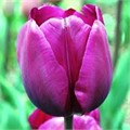 Тюльпаны Негрита 5шт 12/+/Tulip Negrita