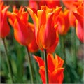 Тюльпаны Балерина 5шт лилиецветный 12/+/Tulip Ballerina