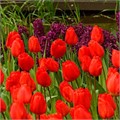 Тюльпаны Оксворд 5шт 12/+/Tulip Oxford