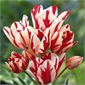 Тюльпан Фламинг Клаб луковица 11/12 (5шт)