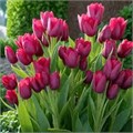 Тюльпан Фиери клаб луковица 11/12 (5шт)