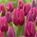 Тюльпаны Пинк Ардор 5шт 12/+/Tulip Pink Ardour