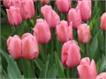 Тюльпаны Ван Эйк 5шт Дарвинов гибрид 12/+/Tulips Van Eijk