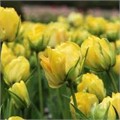 Тюльпаны Мускадет 5шт Простой поздний 12/+/Tulip Muscadet