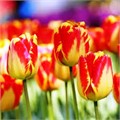 Тюльпаны Банья Лука 5шт 12/+/Tulip Banja Luka