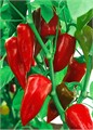 Перец сладкий Классика 20шт/10