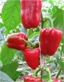 Перец сладкий Снегирек F1 10шт Киров