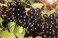 Смородина черная Сокровище