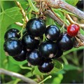 Смородина черная Викторина