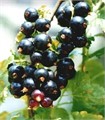 Смородина черная Перун