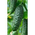 Огурец Чайковский F1 5шт Rijk Zwaan/Садовита