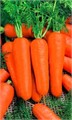 Морковь Московская зимняя А515 4гр ГШ