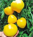 Томат Золотой стиль 0,05гр Садовита