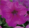 Петуния Игл F1 Плам вейн грандифлора 5др Sakata/Садовита