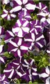 Петуния Лавина F1 Пурпурная звезда 7др ампельная Cerny/Садовита