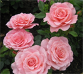 РОЗА ФЛОРИБУНДА АМСТЕРДАМ ПИНК