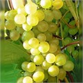 Виноград Кристалл плодовый