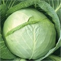 Капуста б/к СБ-3 F1 0,3гр ГШ