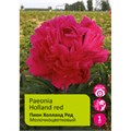 Пион Холланд Ред 1шт 2/3 / Holland red (He lan hong / Хэ Лань Хун)