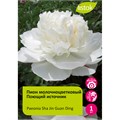 Пион молочноцветковый Поющий источник 1шт/Paeonia Sha Jin Guan Ding
