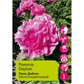 Пион Дайтон 1шт 2/3 /Paeonia Dayton