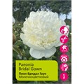 Пион Бридал Гоун 1шт 2/3 /Paeonia Bridal Gown