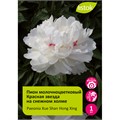Пион молочноцветковый Красная звезда на снежном холме 1шт/ Xue Shan Hong Xing