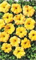 Петуния Лавина F1 Желтая звезда 7др ампельная Cerny/Садовита