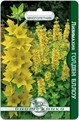 Лизимахия Голден Еллоу 80шт/5 Б/тех