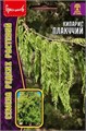Кипарис плакучий 20шт Ред.Сем