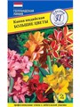 Канна индийская Большие цветы 3шт Престиж