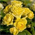 Роза Анни Дюпрейн Шраб