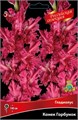 Гладиолус Конек Горбунок 396,Фотин 2 р-р 7шт (Ф)