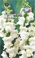 Львиный зев Снежинка 0,1гр Седек