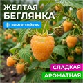 Малина перспективные сорта Беглянка/КЛюкс