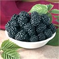 Малина Кумберленд перспективные сорта 1шт