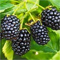 Ежевика Дойл/ЦКорЛюкс Поиск