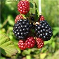 Ежевика Вон/ЦКорЛюкс