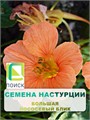 Настурция большая Лососёвый блик 1гр Поиск