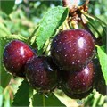 Вишня Эффектная (дюк)