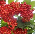 Калина Ульгень
