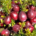 Клюква крупноплодная Баин 6