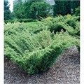 Можжевельник Обыкновенный Juniperus Communis Barton